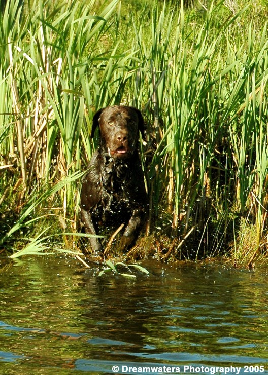 beauBo Retrieving.jpg